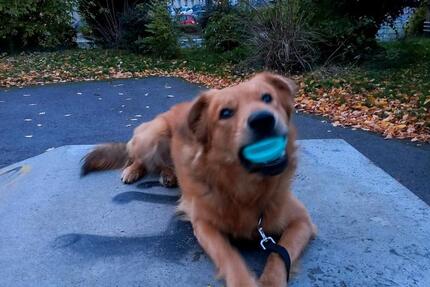 Wohnung 2 Raum 1 zimmer