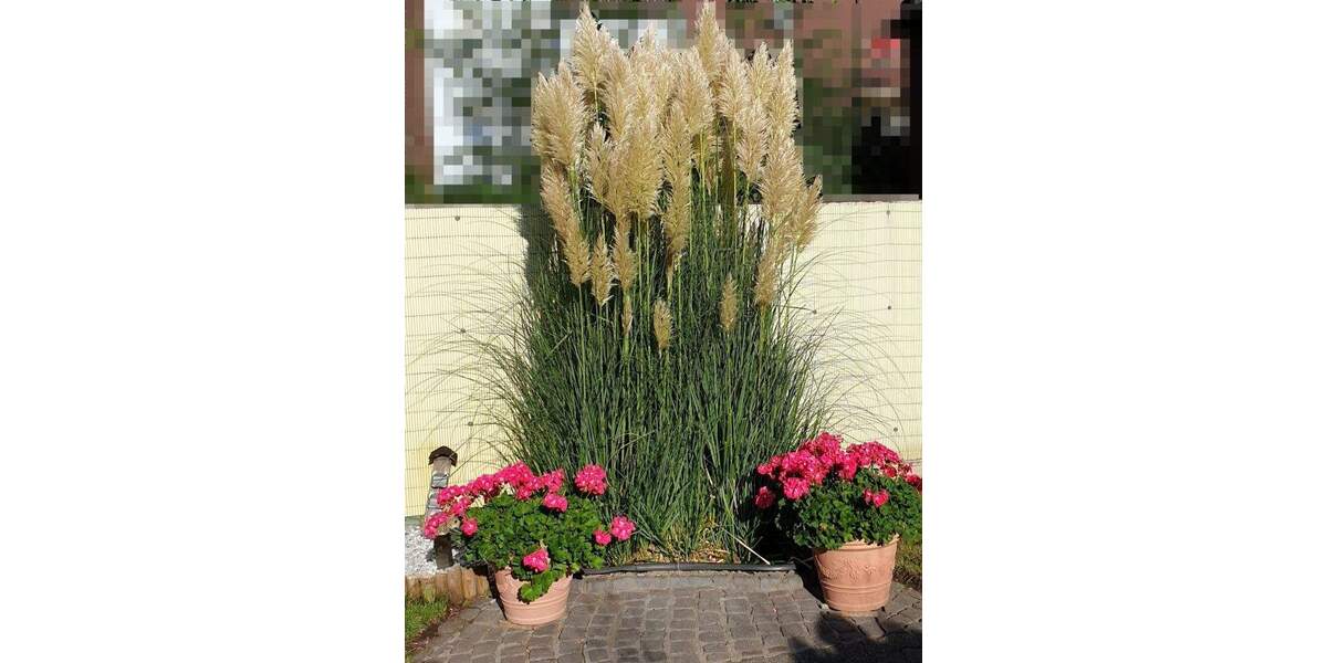 Mehrfamilienhaus, Wohnhaus Duisburg Friemersheim - 1 Zimmer, 188 m&sup2;, 275.000&euro; | Angebot:24390539