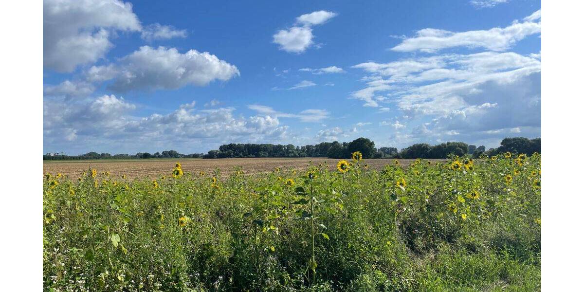 In gefragter und naturgeprägter Lage! Neubau-Doppelhaushälfte im zeitlosen Bauhausstil 4 zimmer