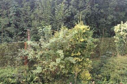 1-Zimmer Appartment, schön aufgeteilt -mit Einbauküche- zu vermieten 1 zimmer