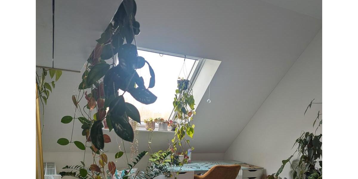 Dachgeschoßwohnung Gelsenkirchen Gelsenkirchen-Nord - 2 Zimmer, 55 m&sup2;, 390&euro; | Angebot:25475667